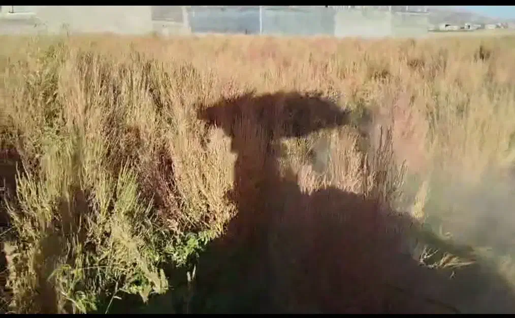 جارو خشک ، جارو تر|خدمات باغبانی و درختکاری|لردگان, |دیوار