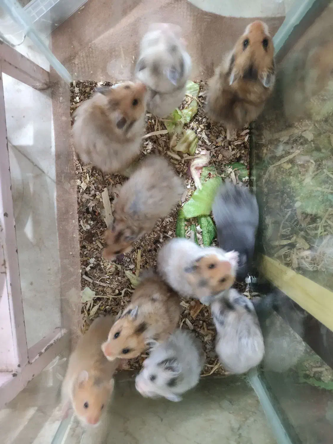 همستر|موش و خرگوش|یزد, |دیوار