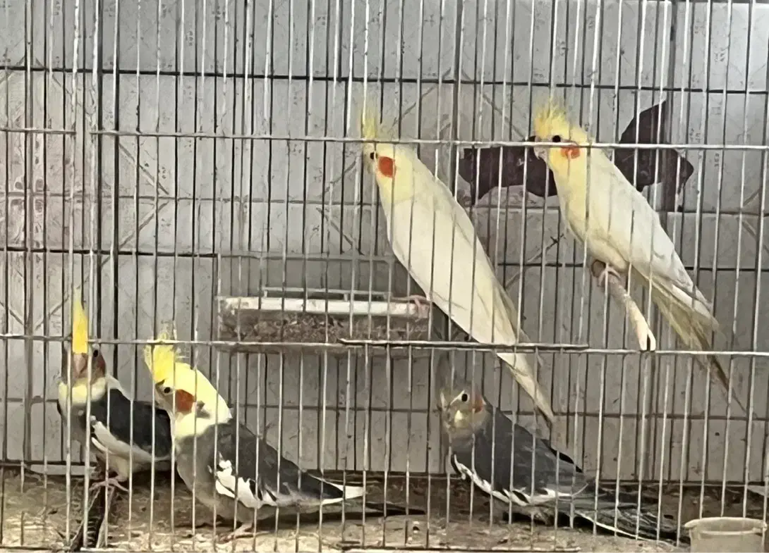 عروس هلندی|پرنده|یزد, |دیوار