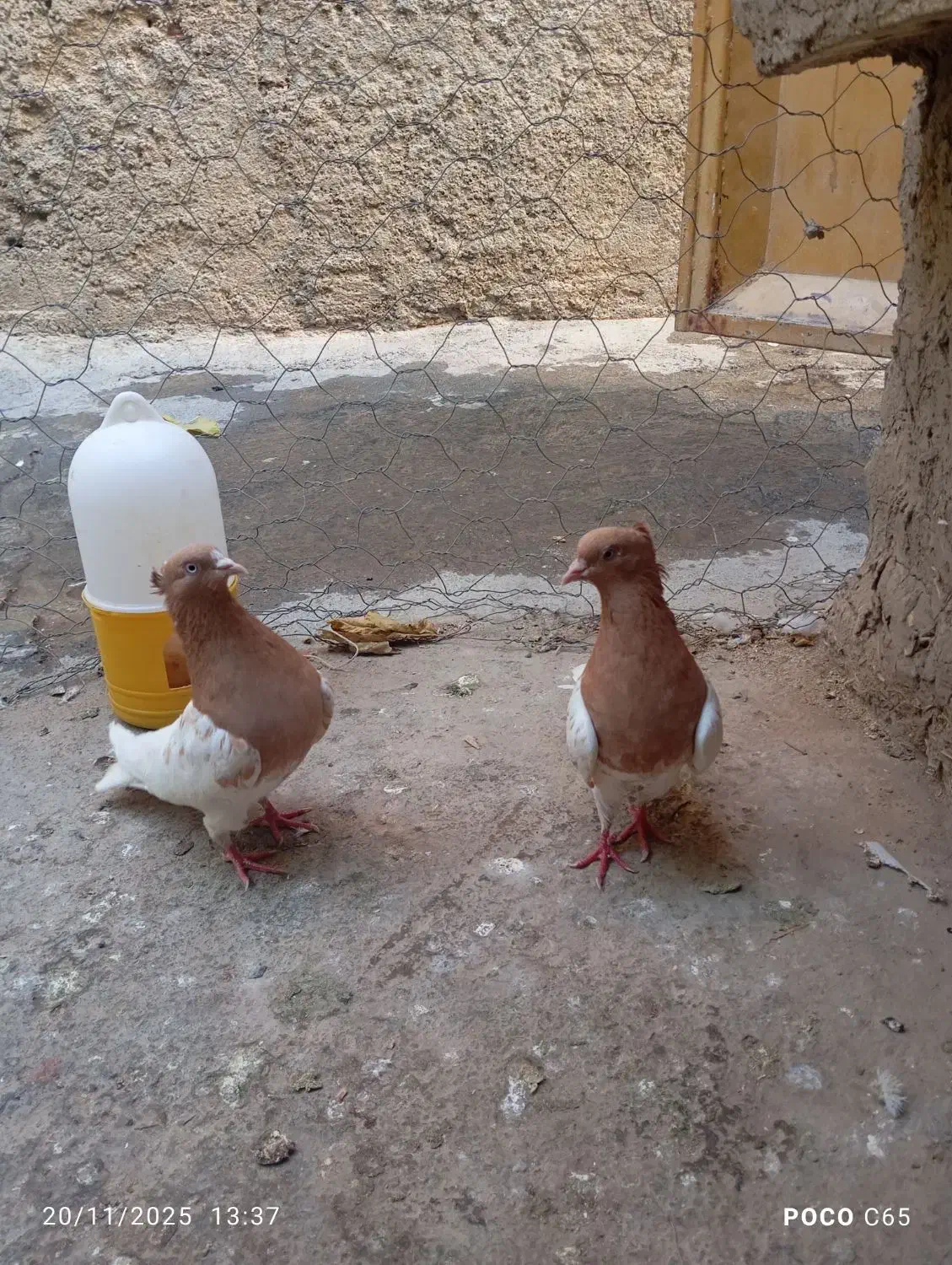 یک جفت کفتر کله زرد|پرنده|آشخانه, |دیوار