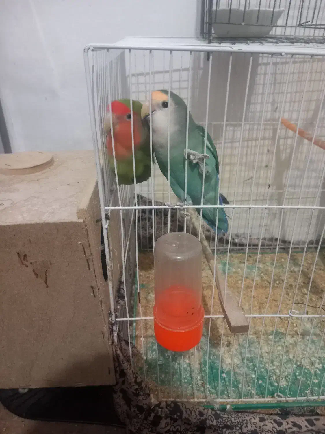 کوتوله برزیلی|پرنده|زابل, |دیوار