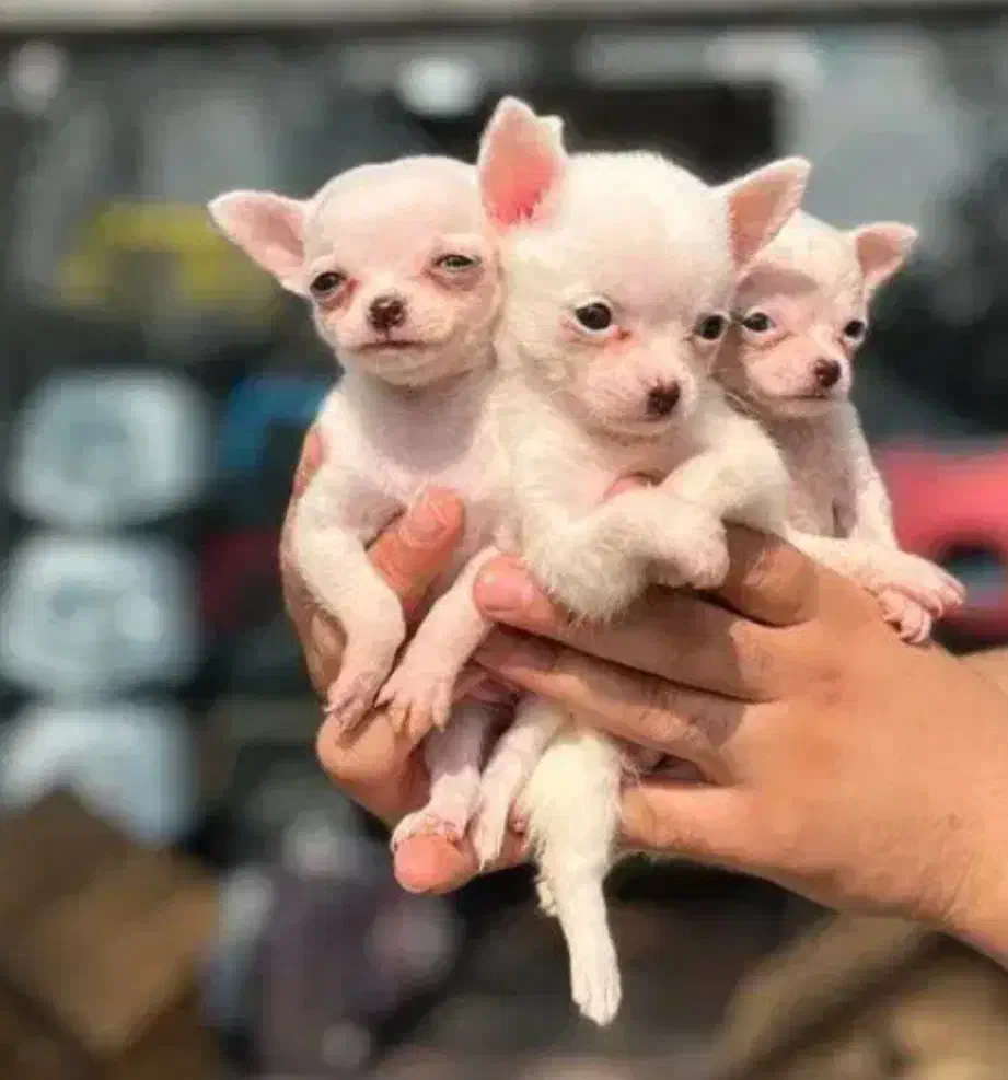 سگ شیواوا|سگ|کرمانشاه, |دیوار