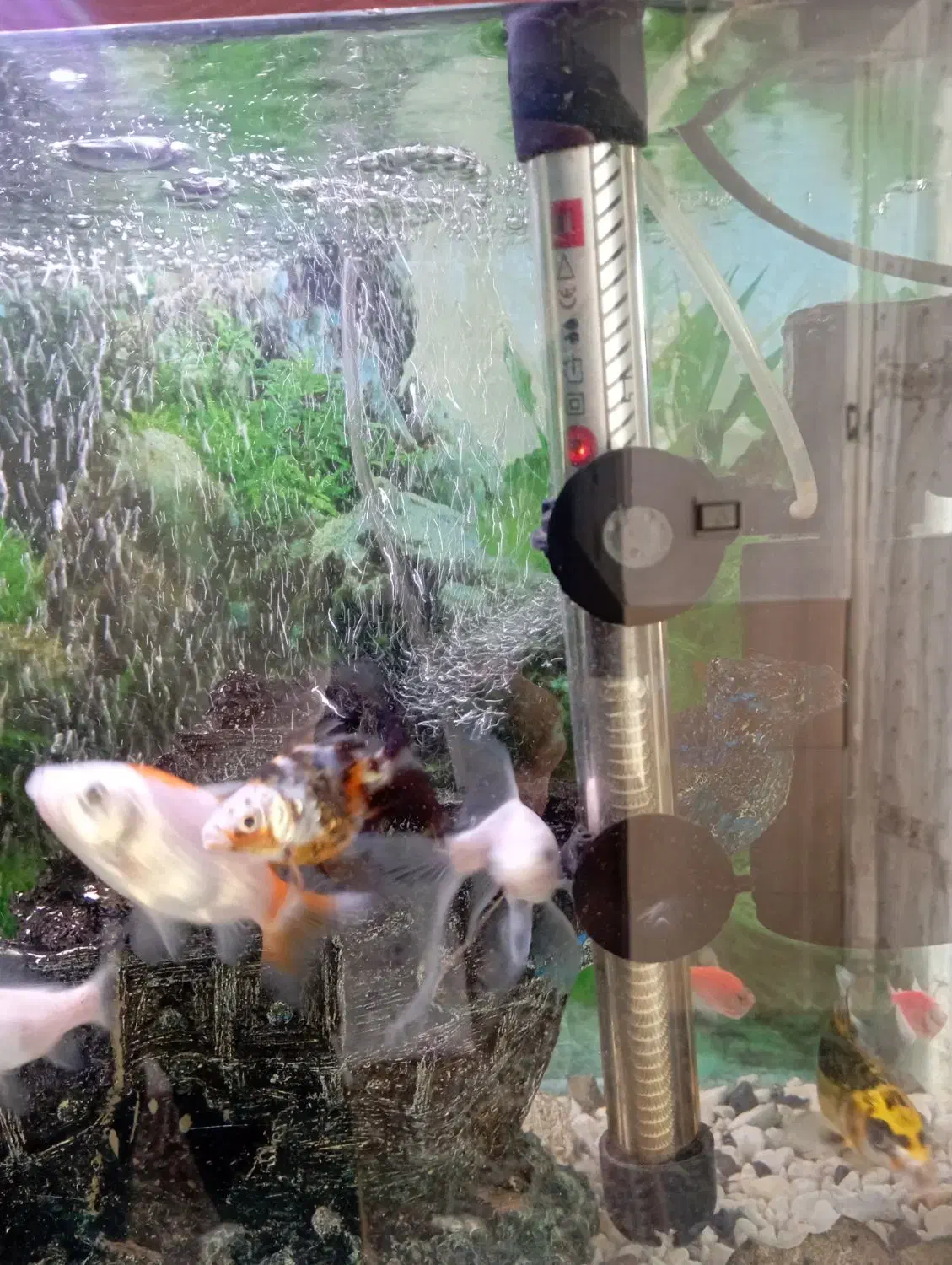 آکواریوم|ماهی|مرودشت, ثبت احوال|دیوار