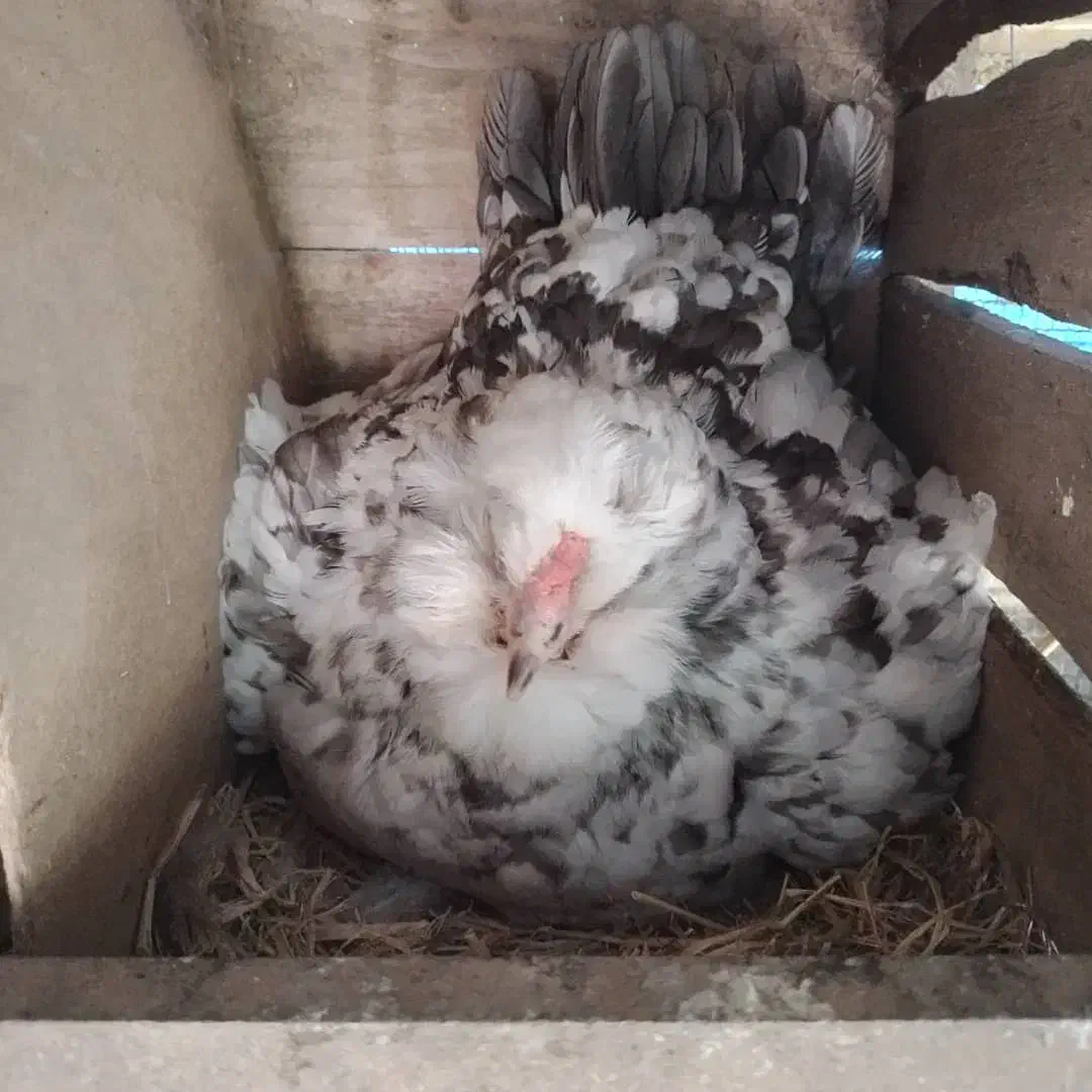 تخم نطفه دار گلین|حیوانات مزرعه|رشت, تازه آباد|دیوار