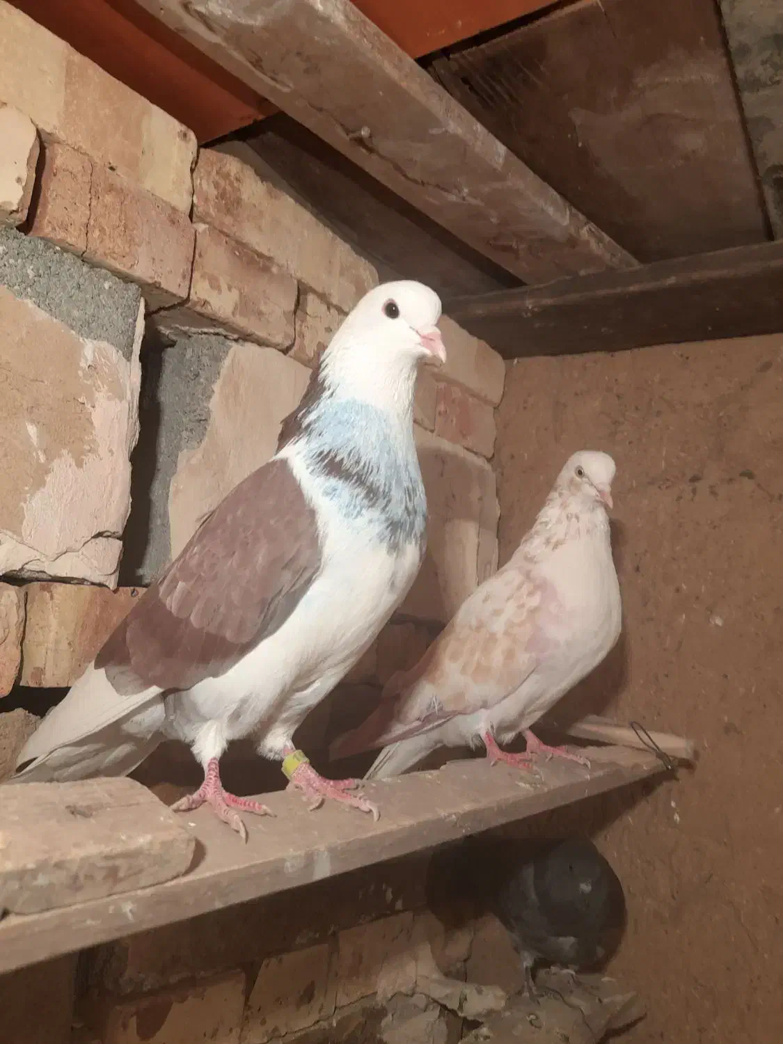 کبوتر پرشی|پرنده|ماکو, |دیوار