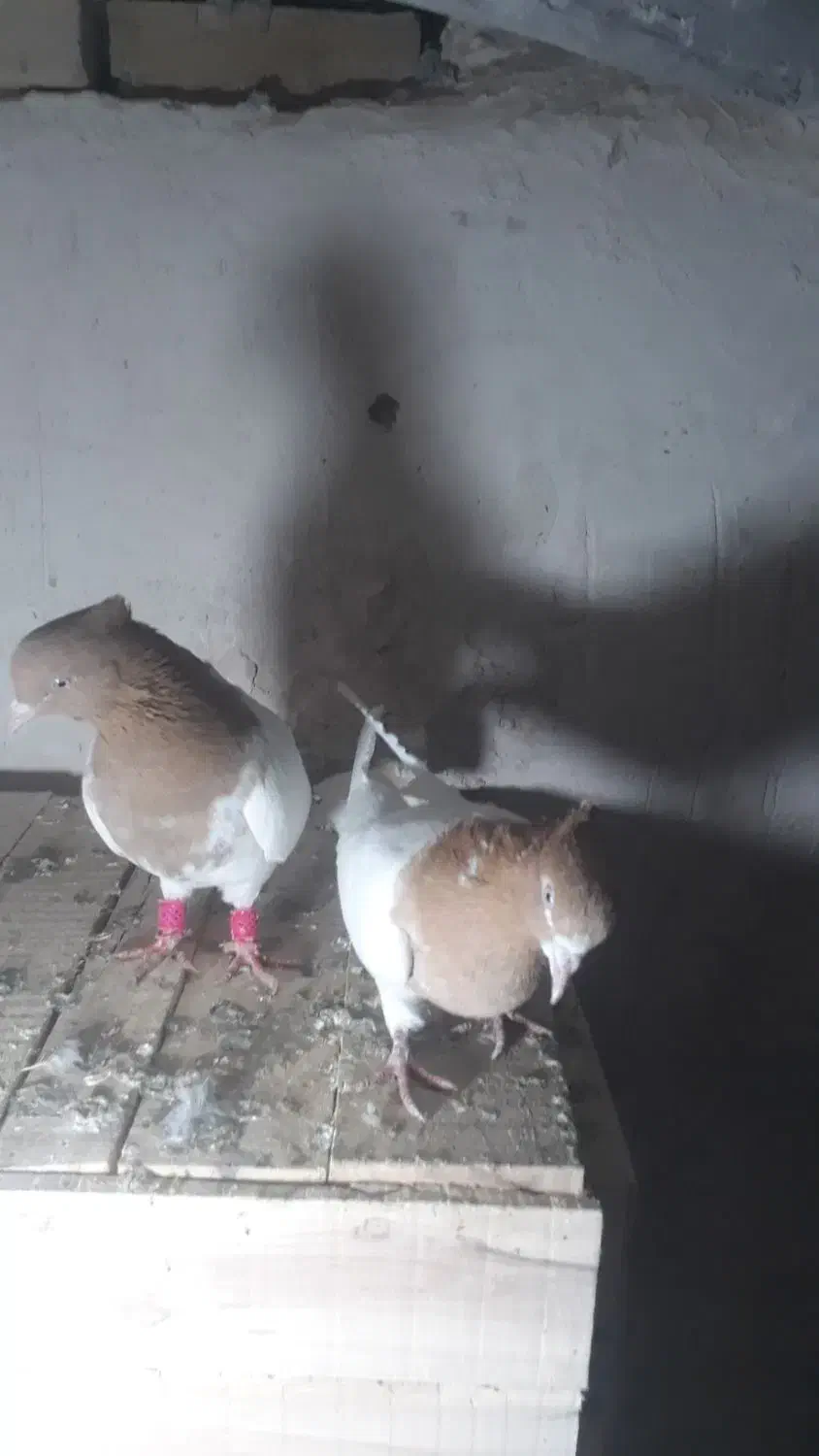 عشق|حیوانات|اسفرورین, |دیوار