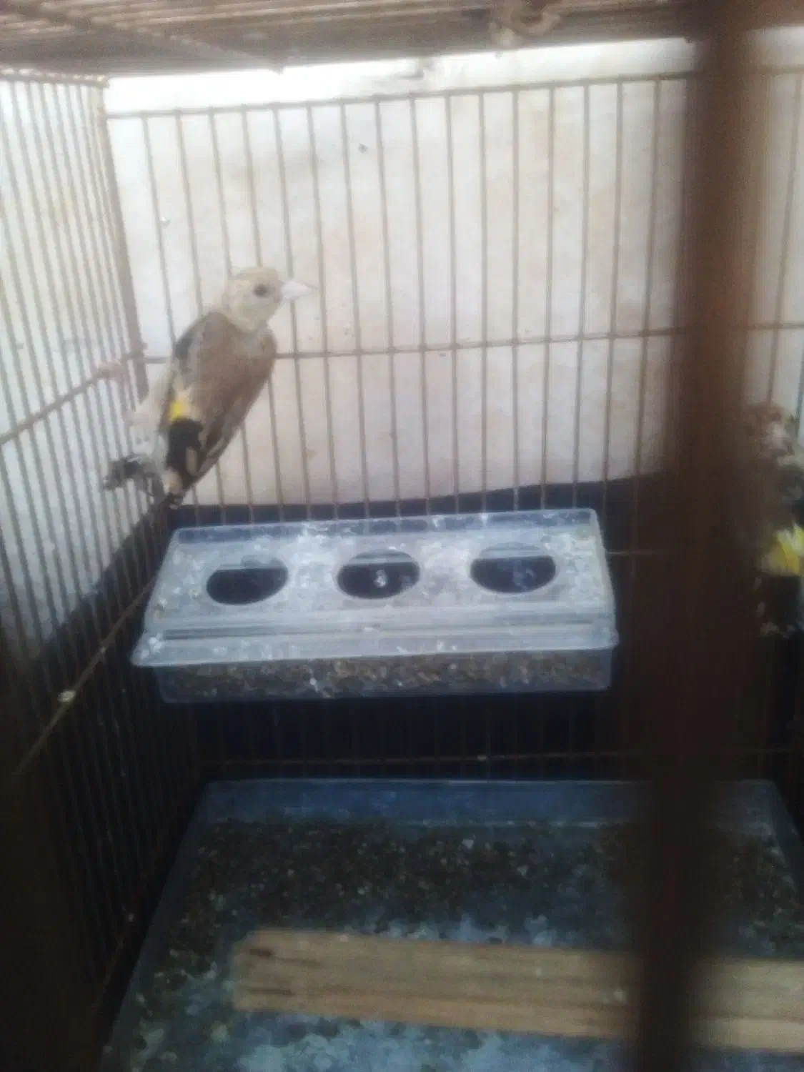 سهره|پرنده|مهاجران, |دیوار