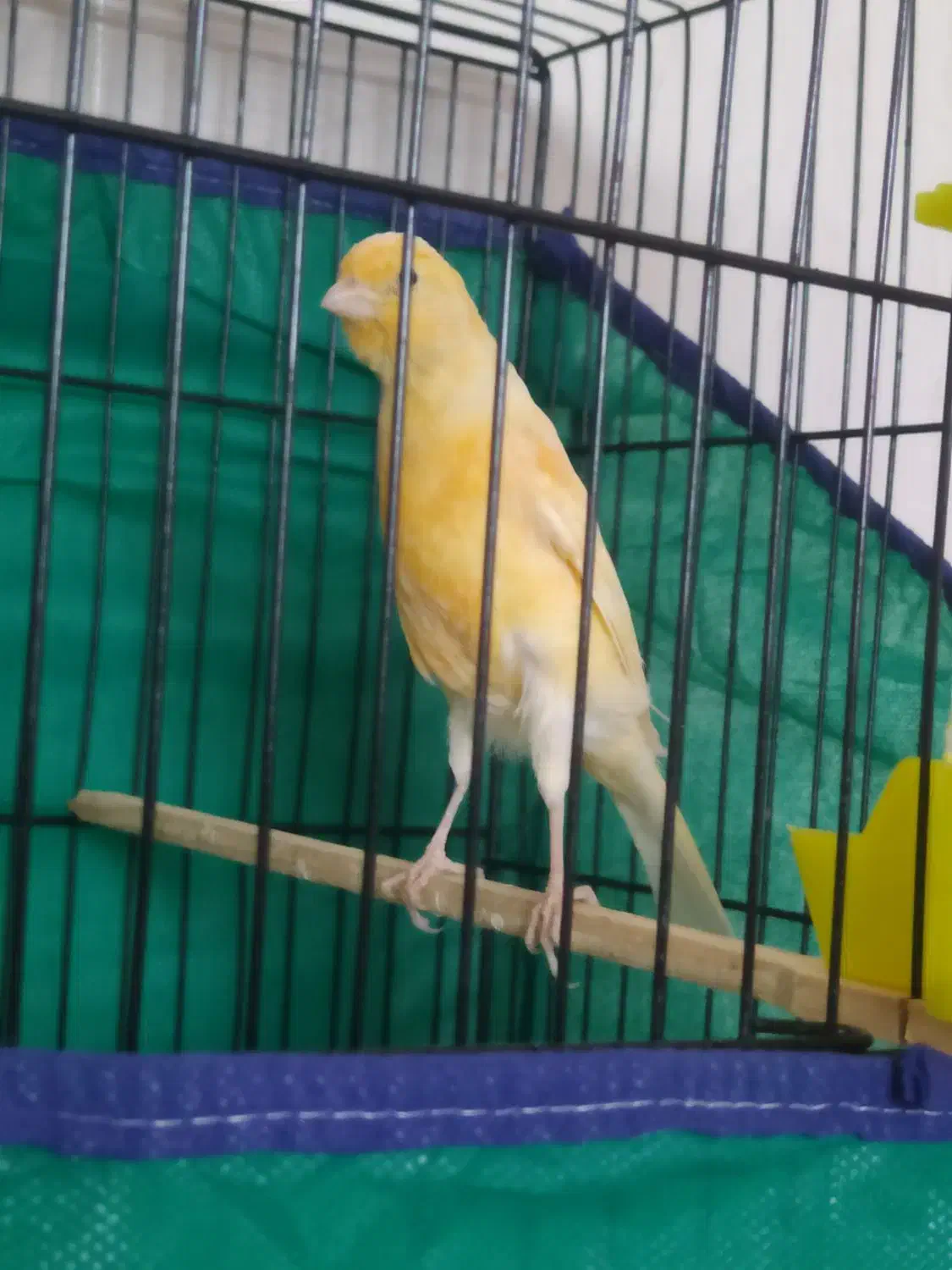 قناری نر|پرنده|همدان, |دیوار