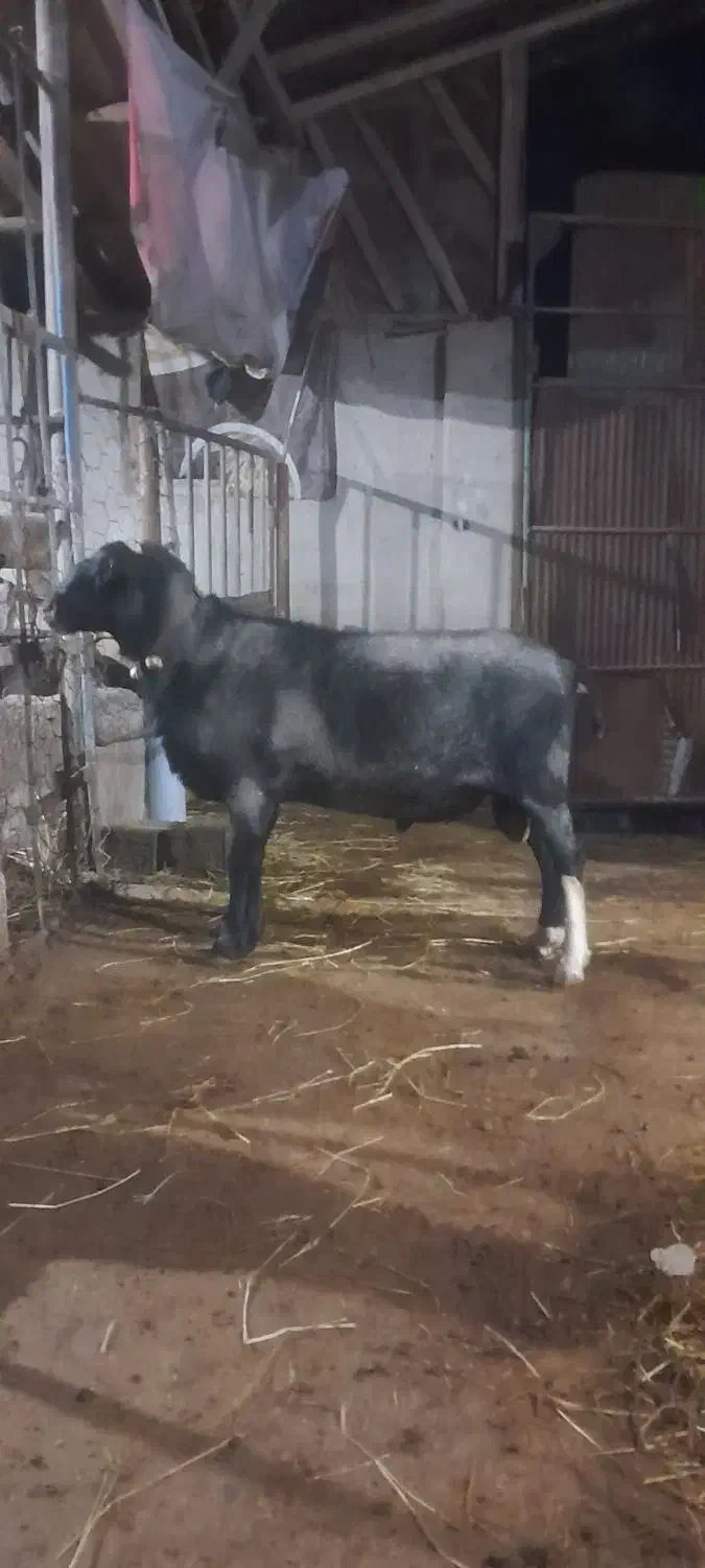 قوچ رومانوف|حیوانات مزرعه|مرزیکلا, |دیوار