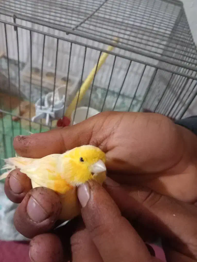 قناری|پرنده|یزد, |دیوار