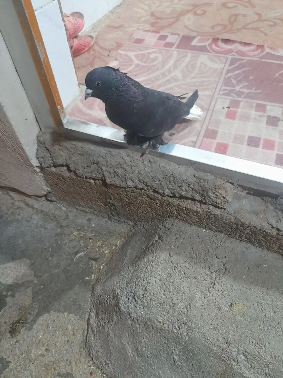 شهر جایزان|پرنده|بهبهان, |دیوار