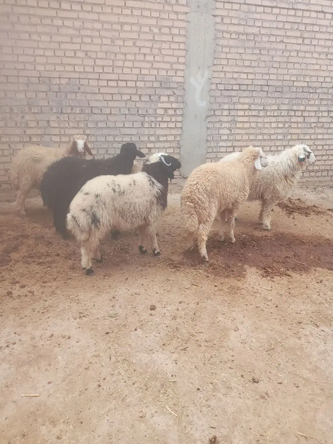 بره نر    تکی و جمله    شوش دانیال|حیوانات مزرعه|شوش, |دیوار