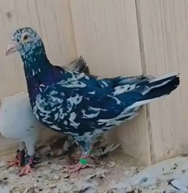 ۷۰۰|پرنده|تایباد, |دیوار