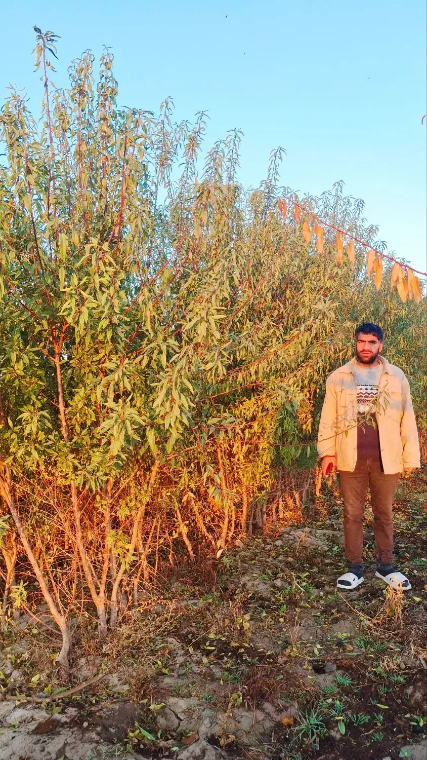 نهالستان بادام مردانی|گل و گیاه طبیعی|خوی, |دیوار