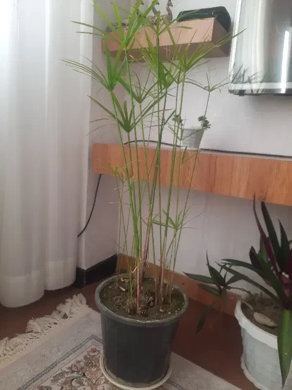 گل پروانه ،نخل مرداب ،مخملی|گل و گیاه طبیعی|سقز, |دیوار