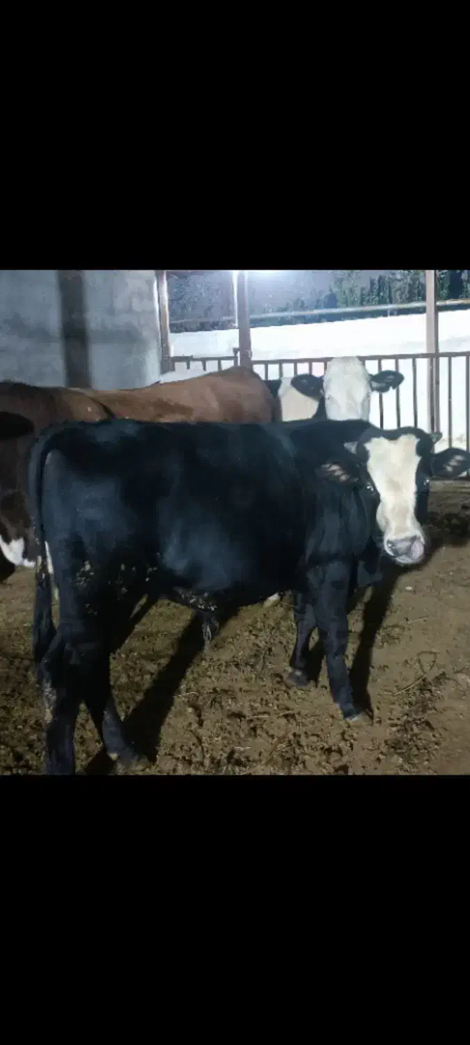 گوسالع نر|حیوانات مزرعه|خوی, |دیوار