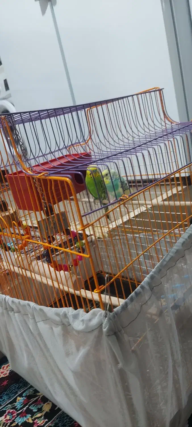 مرغ عشق|پرنده|منوجان, |دیوار