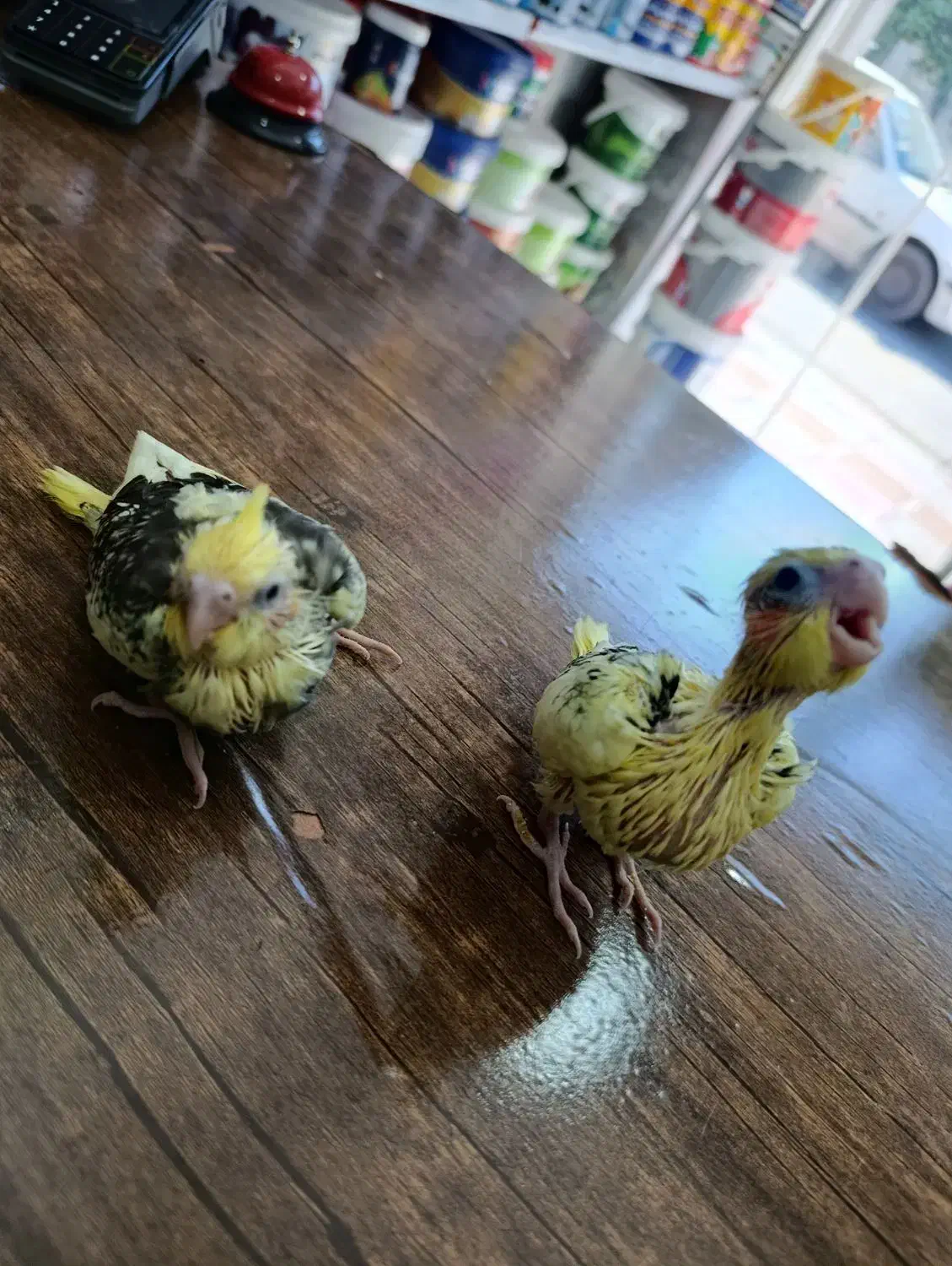 جوجه سرلاکی عروس هلندی|پرنده|ساری, |دیوار