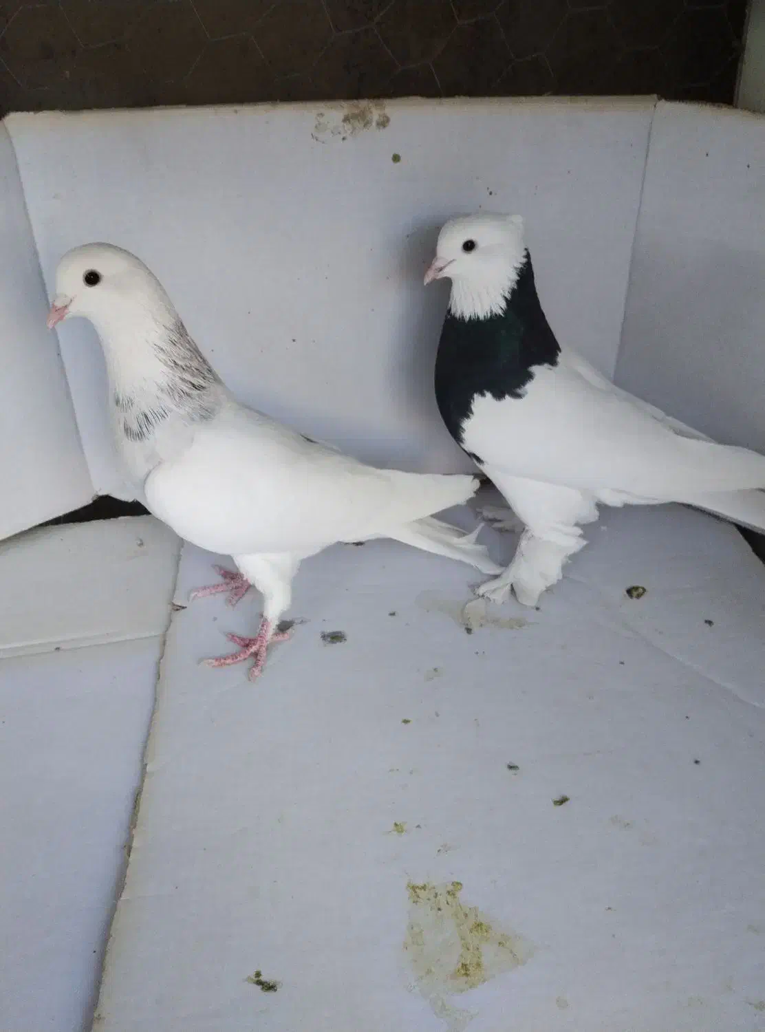 کبوتر|پرنده|قرچک, داوود آباد|دیوار