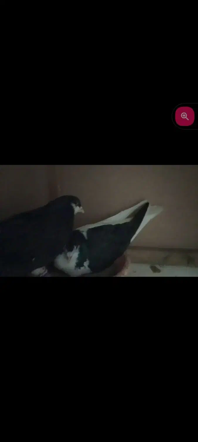 سیاه پوش|پرنده|محمدیه-قزوین, |دیوار