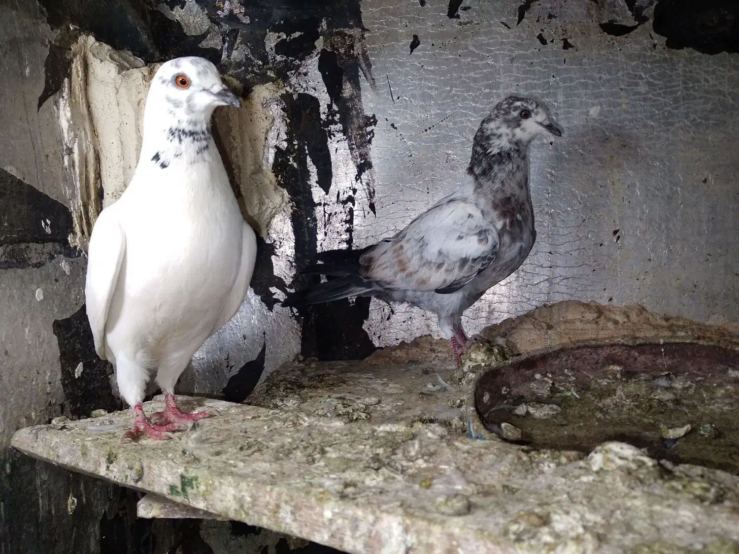 کبوتربالای۷ساعت|پرنده|اسلامآباد غرب, |دیوار