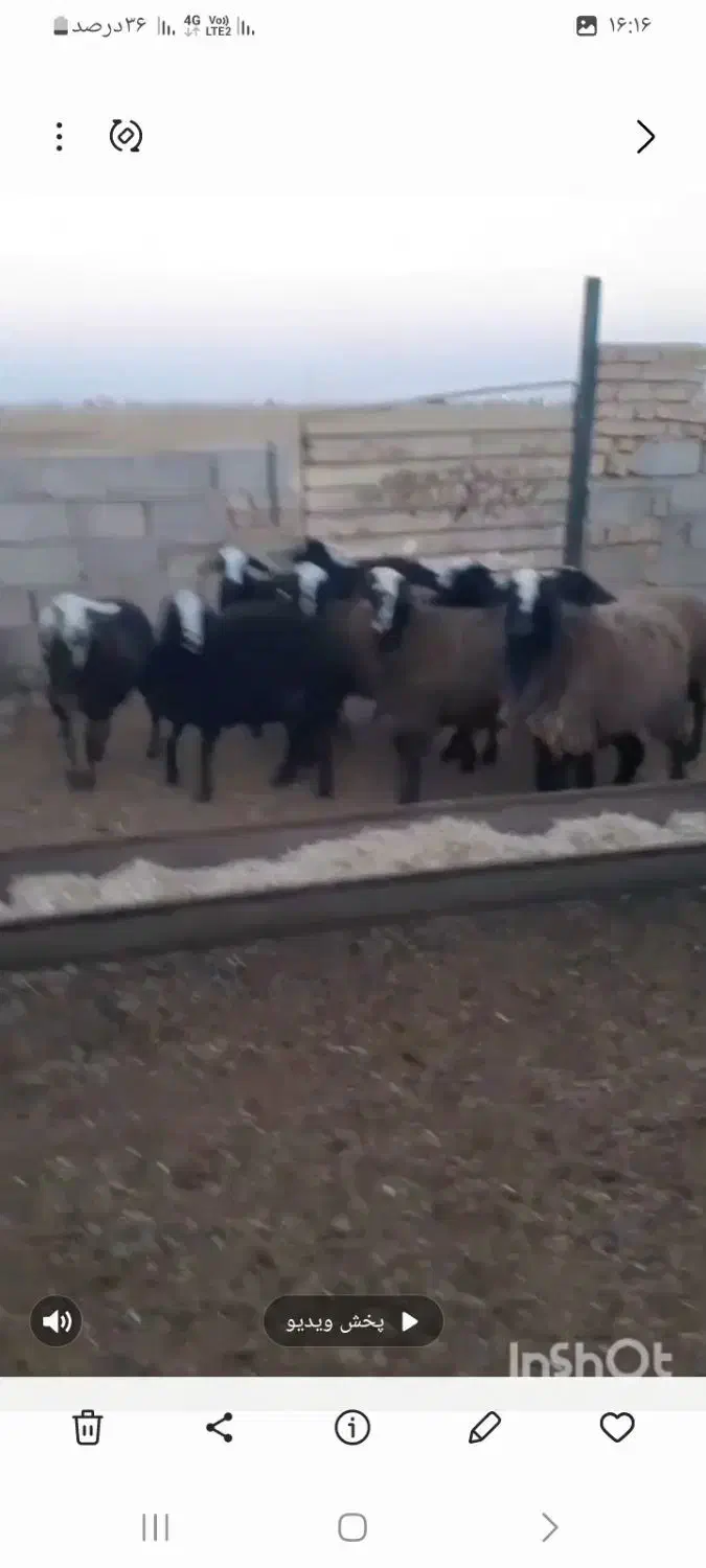 بره ماده شال|حیوانات مزرعه|شال, |دیوار