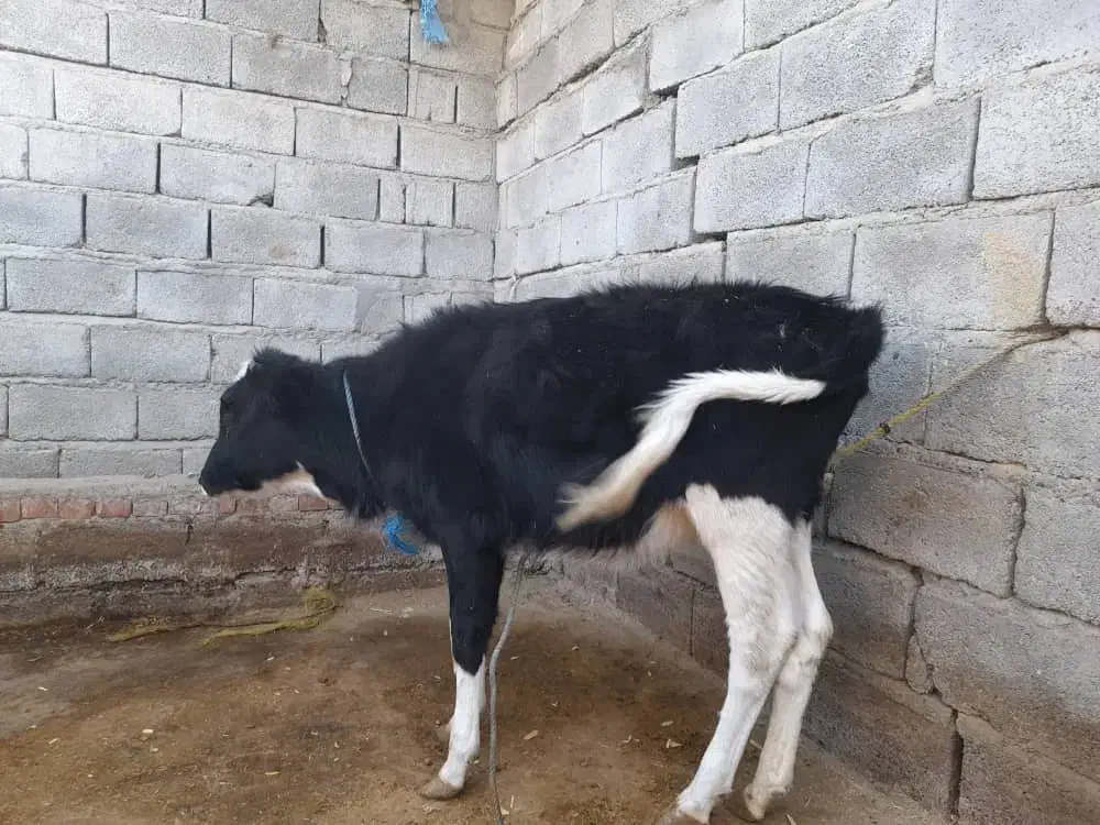 دو راس گوساله ماده نژاد دار|حیوانات مزرعه|جیرفت, |دیوار