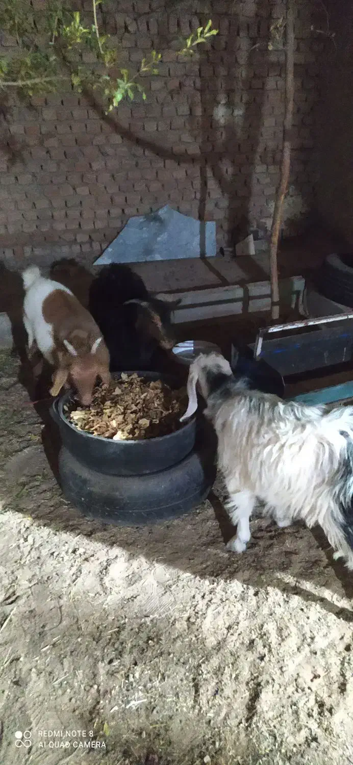 بزغاله چاق|حیوانات مزرعه|بیرجند, |دیوار