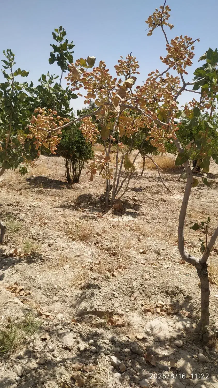 فروش زمین کشاورزی پسته ای حدود3000مترروستای مهارلو|فروش دفتر صنعتی، کشاورزی، تجاری|شیراز, شهرک پرواز|دیوار