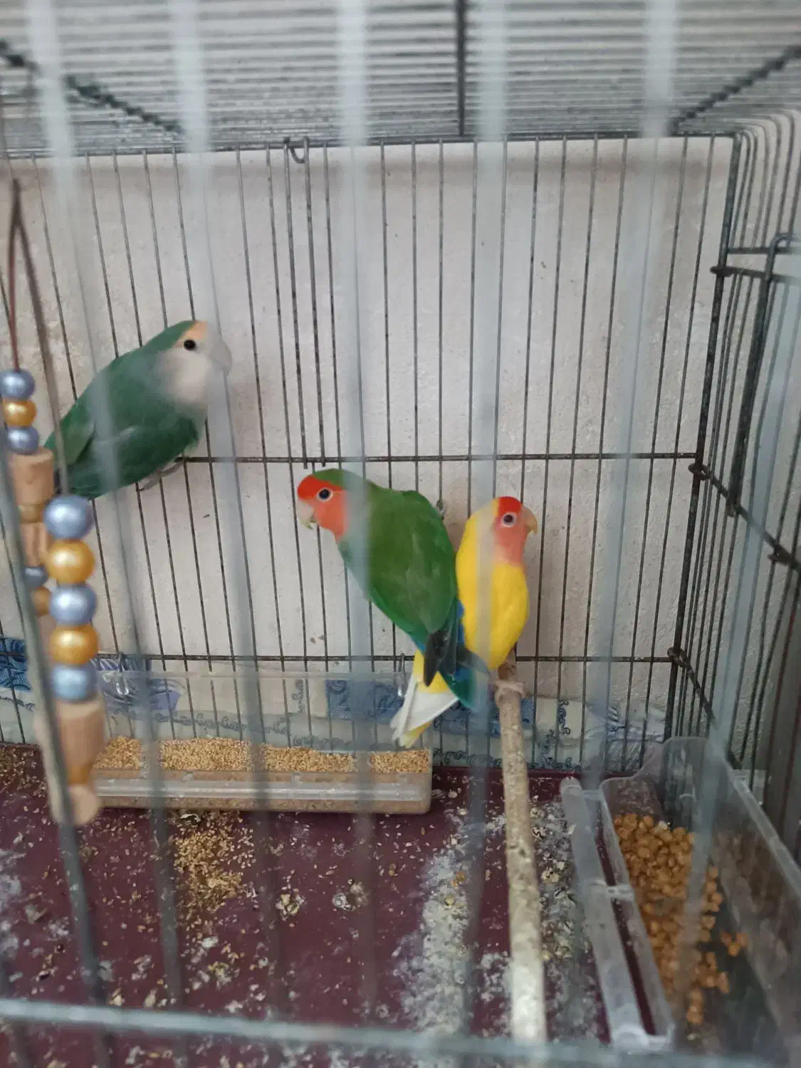 طوطی برزیلی|پرنده|شاهرود, |دیوار