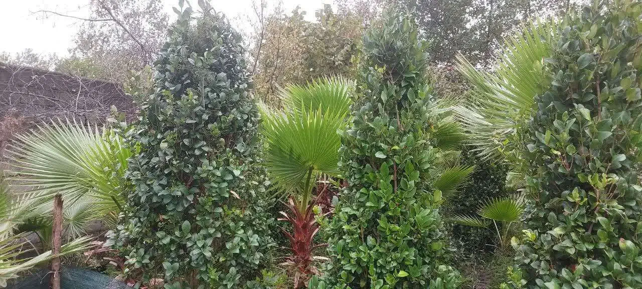 یاس هلندی زمینی|خدمات باغبانی و درختکاری|رودسر, |دیوار