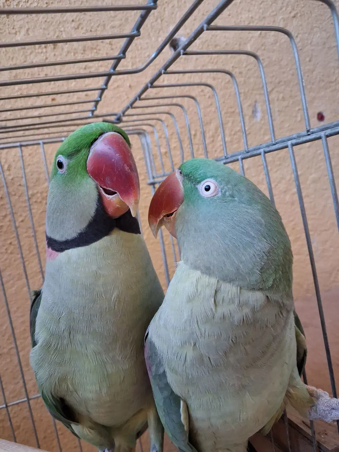 یک جفت شاه طوطی مولد|پرنده|تبریز, |دیوار