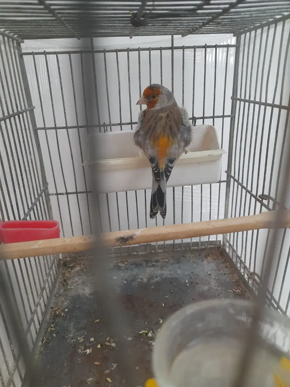 سهره قناری|پرنده|تهران, اتابک|دیوار