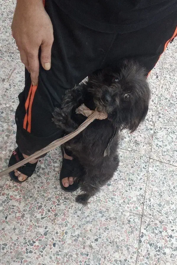 سگ ماده مهربون و بازیگوش|سگ|اهواز, پردیس دو|دیوار