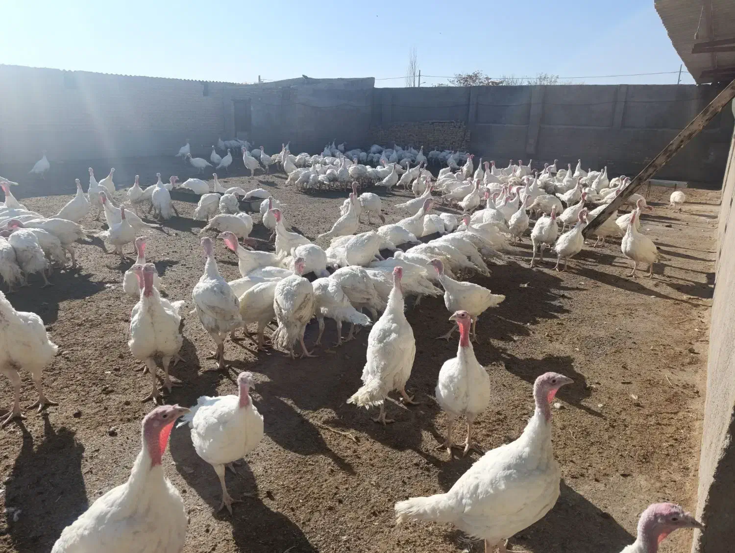 بوقلمون|حیوانات مزرعه|قوچان, |دیوار