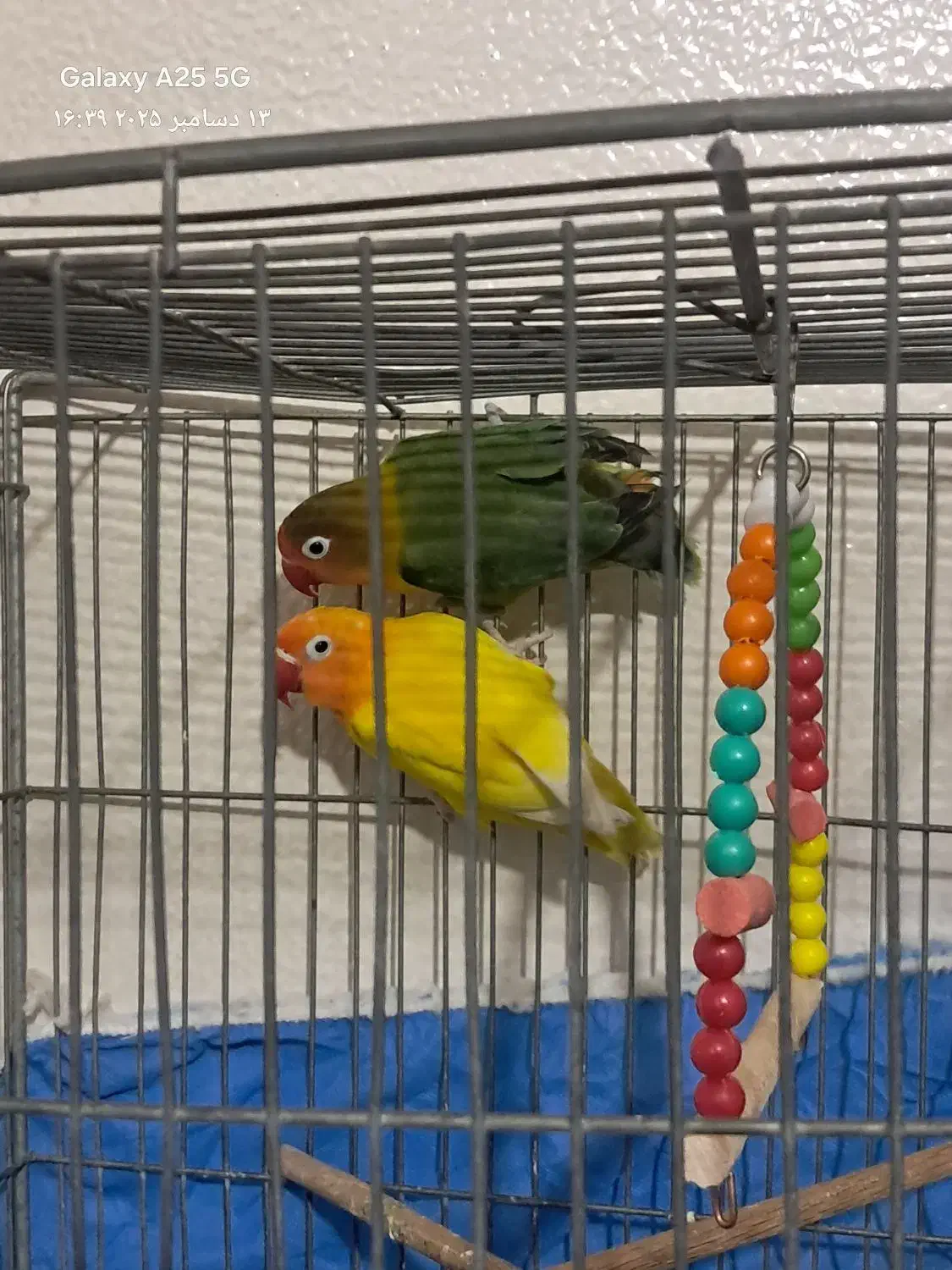 معاوضه کوتوله با قناری|پرنده|شاهینشهر, خانه کارگر|دیوار