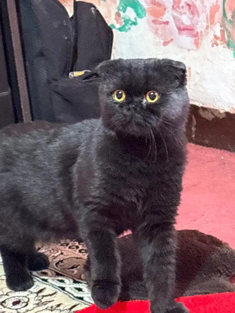 فروش گربه اسکاتیش فولد خاص و اصیل|گربه|سیرجان, |دیوار