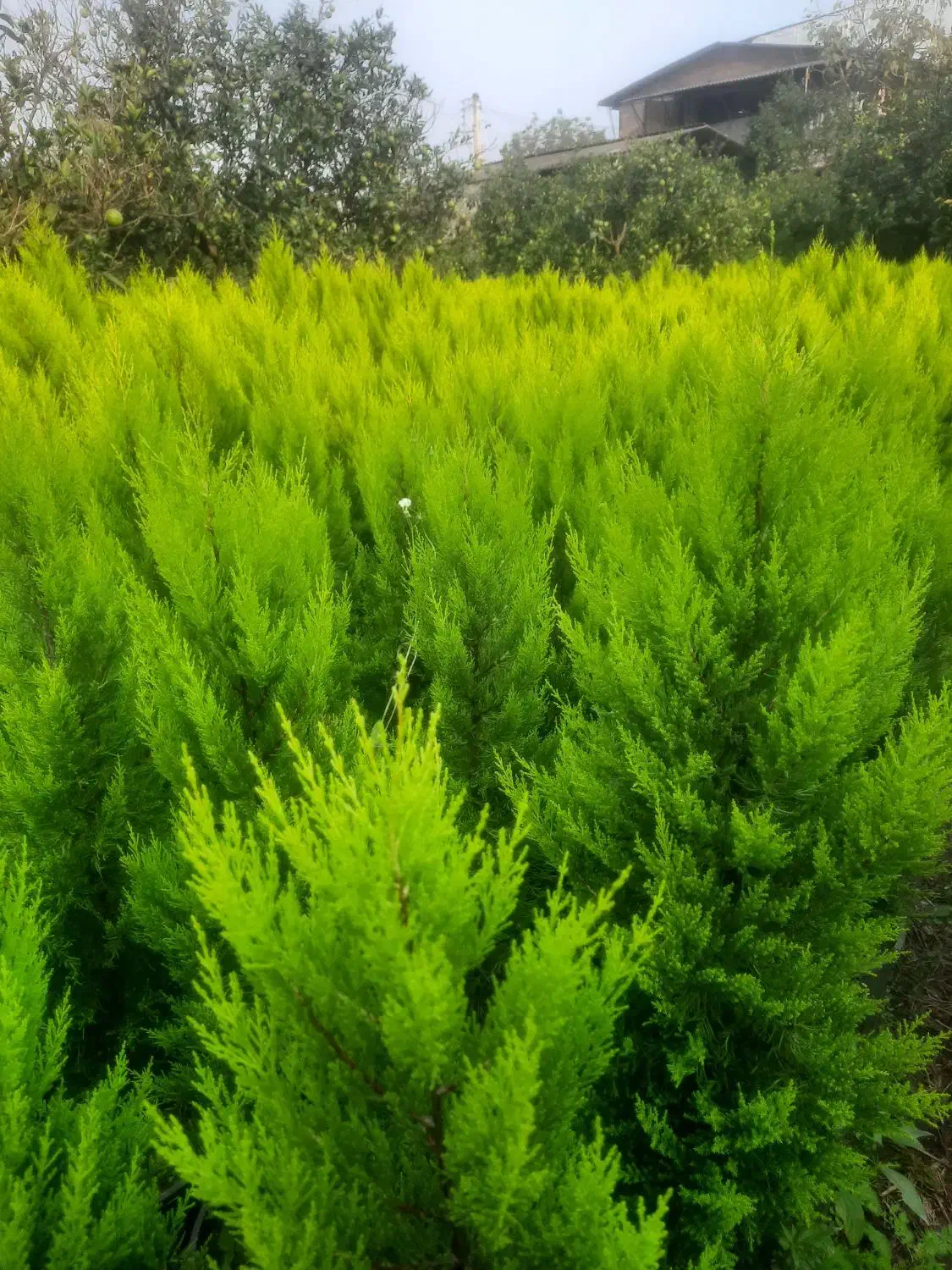 کاج لاوسون طلایی و یاس هلندی و شمشاد طلایی گلدونی|خدمات باغبانی و درختکاری|قائمشهر, |دیوار