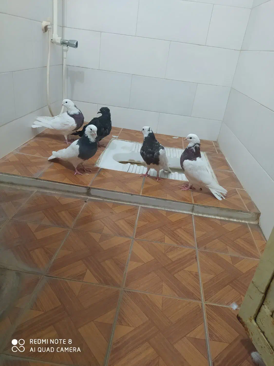 پنج پرنده تمیزوسالم|پرنده|طبس, |دیوار