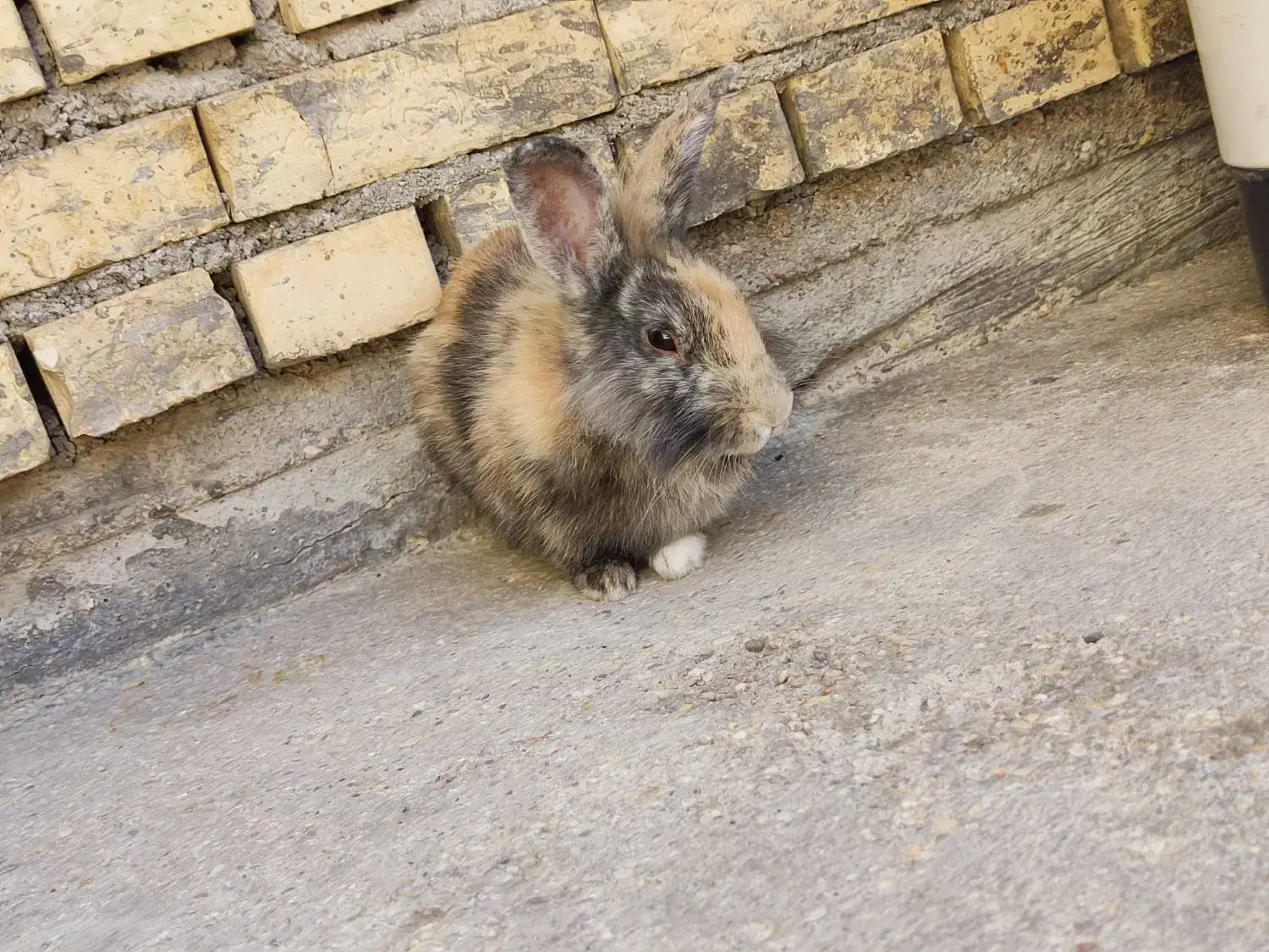 فروش خرگوش|موش و خرگوش|بهبهان, |دیوار