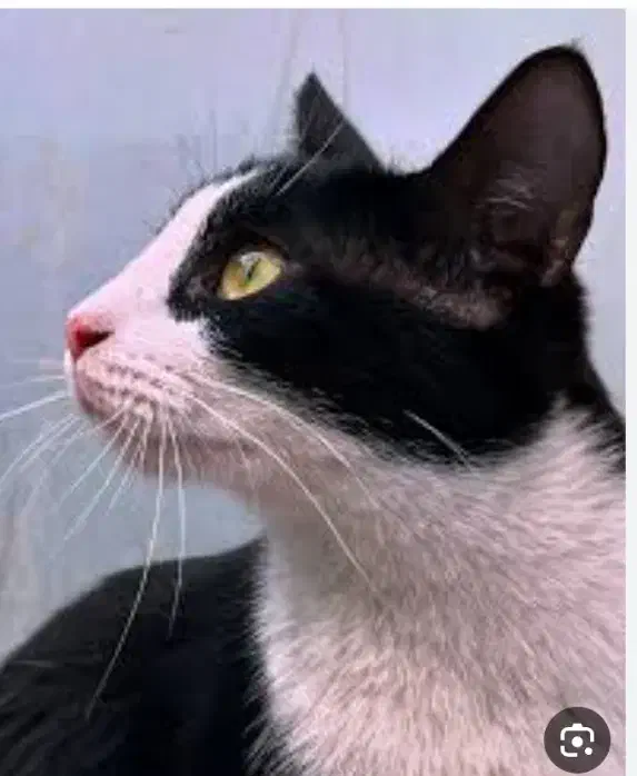 گربه گم شده|گربه|جهرم, |دیوار