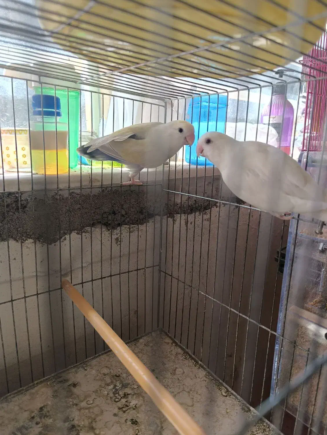 طوطی برزیلی مولد|پرنده|ملکان, |دیوار