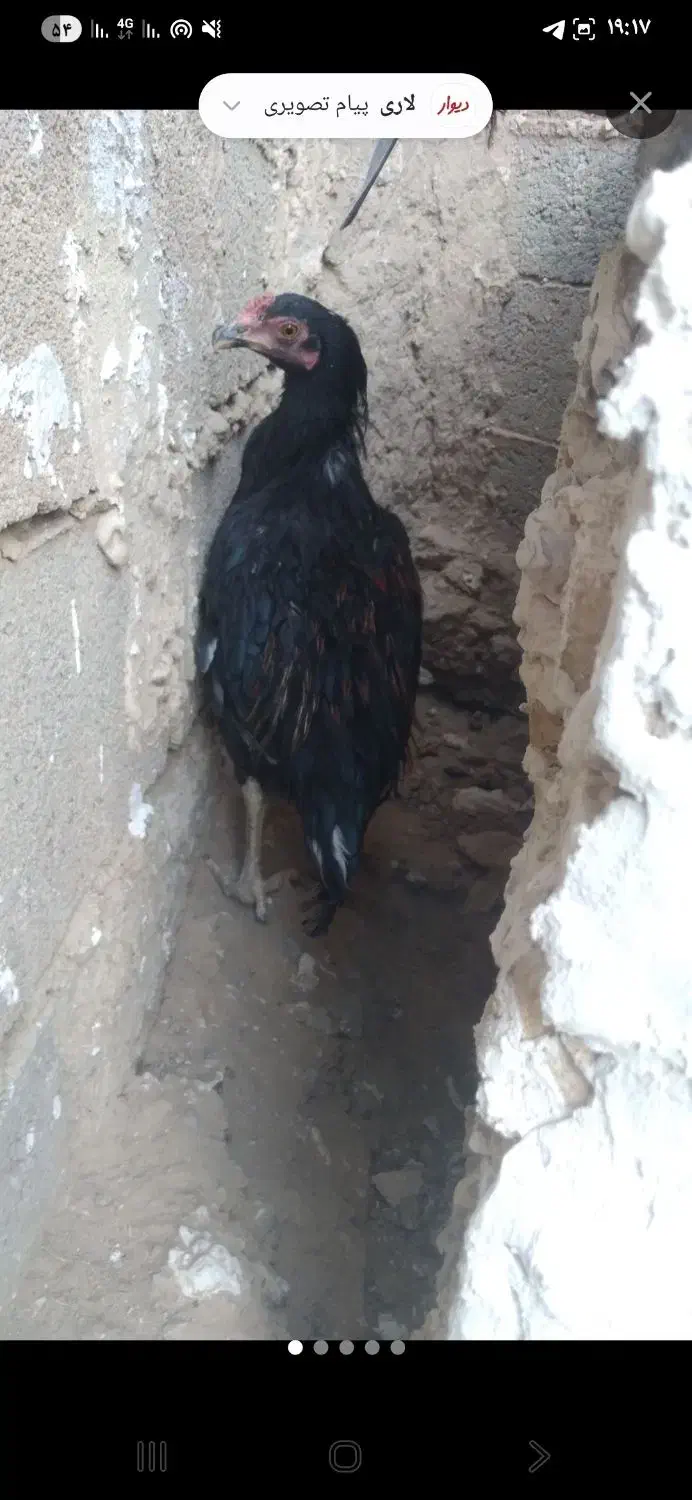 مرغ لاری|حیوانات مزرعه|خواف, |دیوار