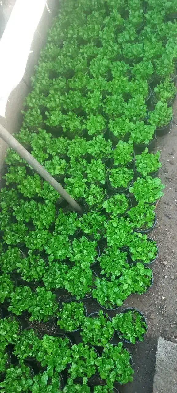 سبزه نارنج|گل و گیاه طبیعی|گتاب, |دیوار