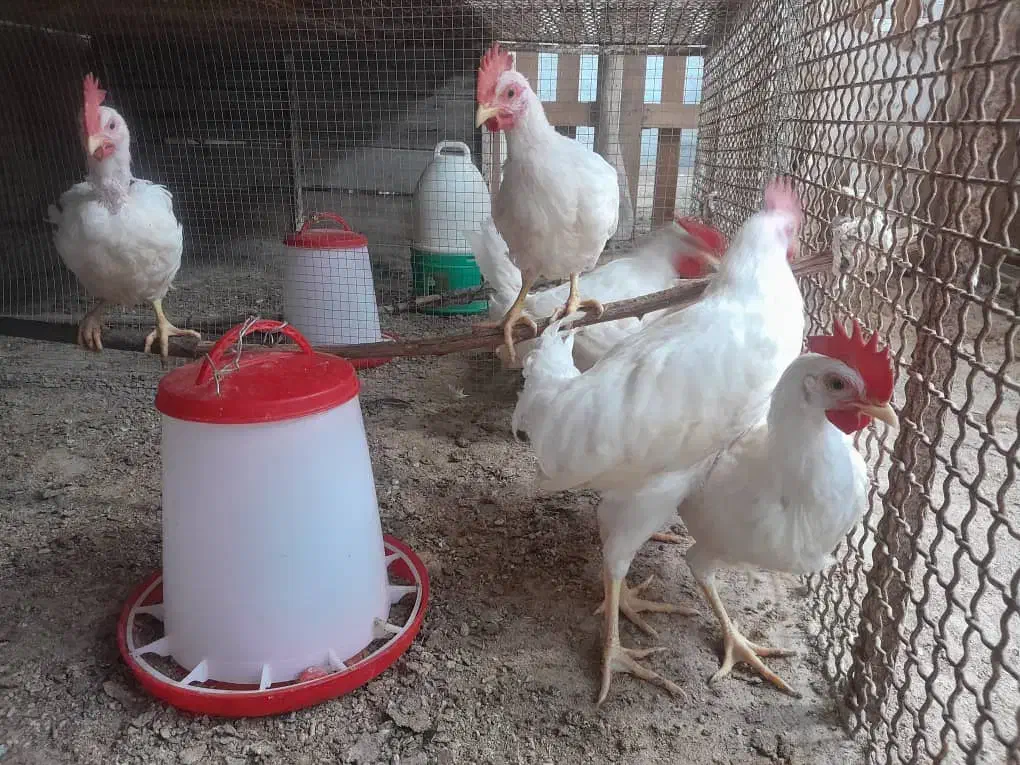 خروس|حیوانات مزرعه|درگهان, |دیوار