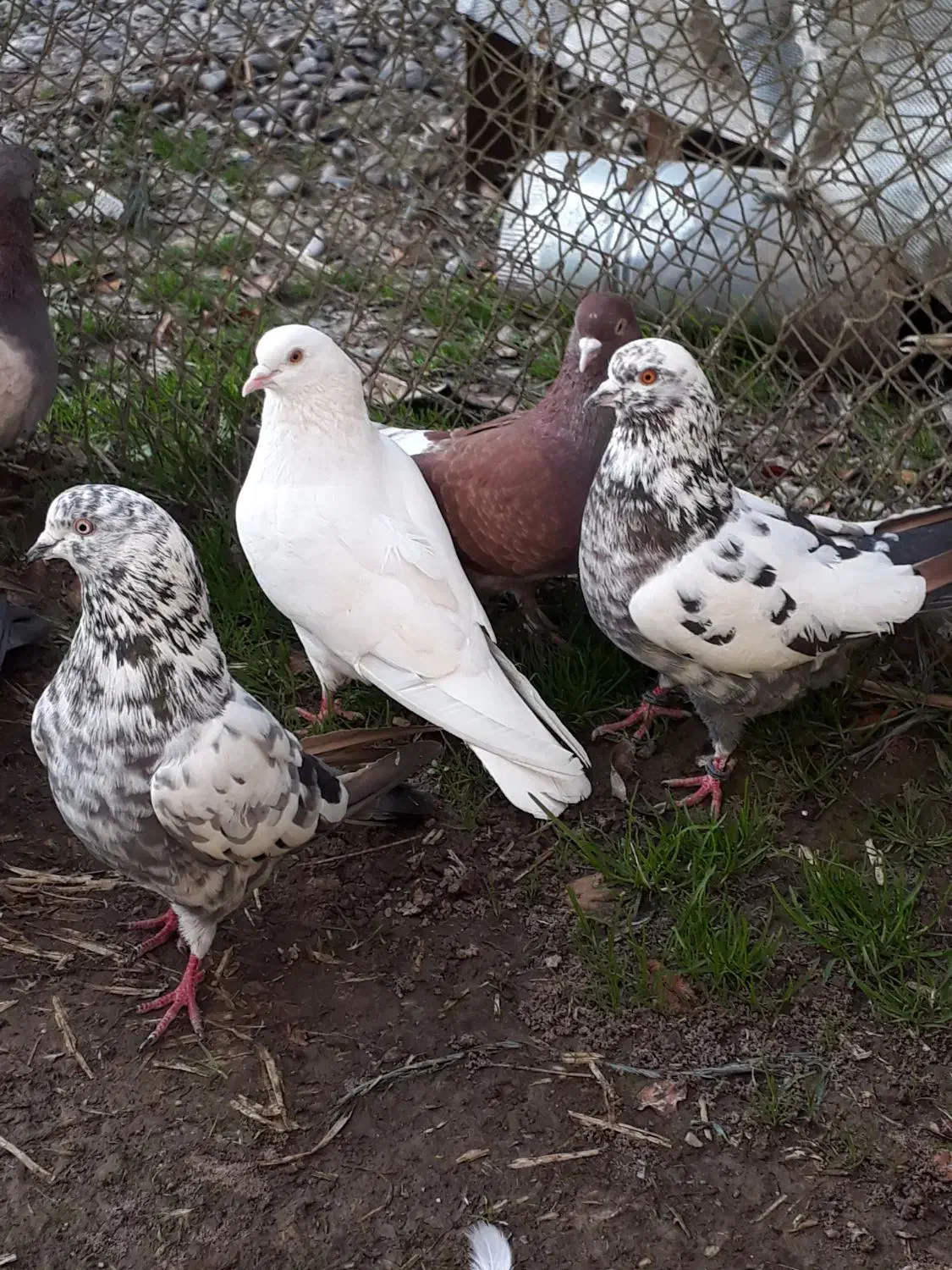 کفتر پرشی وخوب|پرنده|آستانه اشرفیه, |دیوار