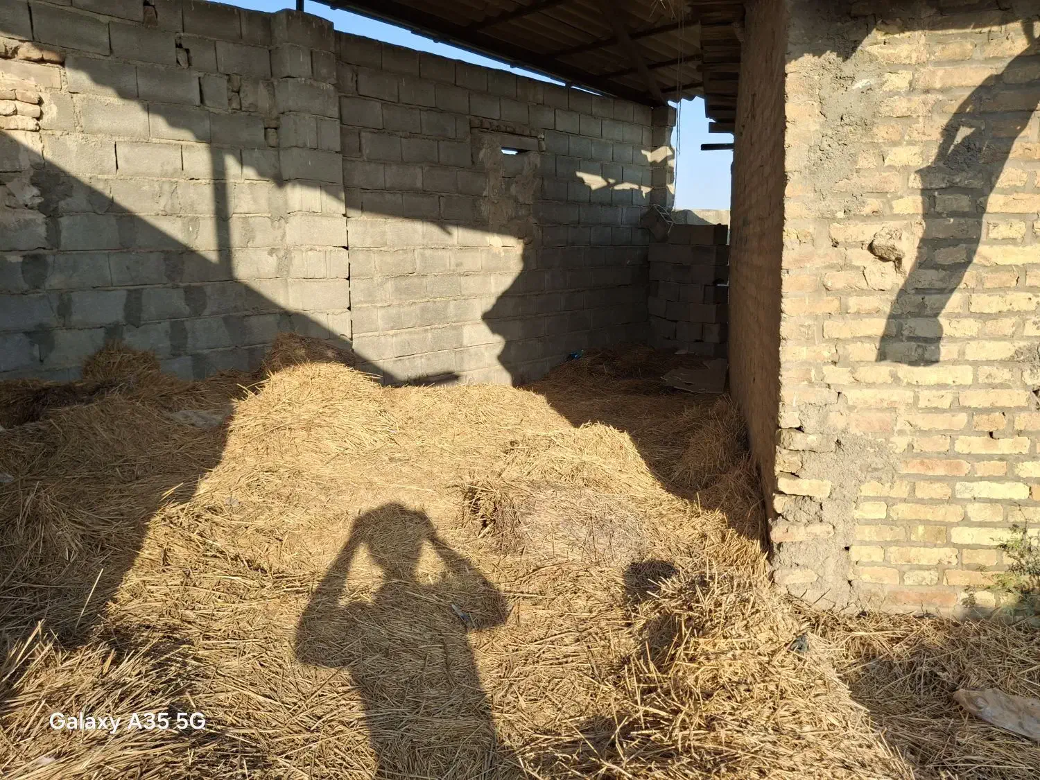 کاه گندم|لوازم جانبی حیوانات|گنبد کاووس, |دیوار