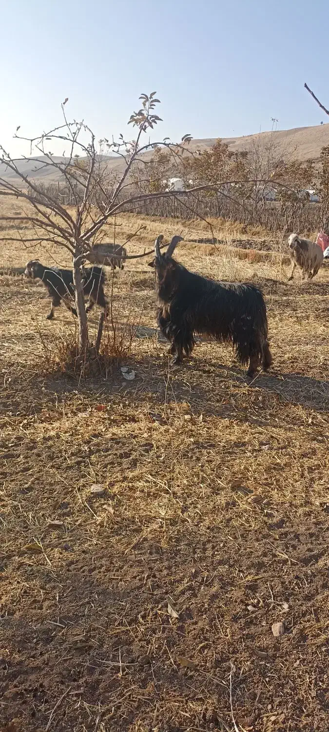 فروش|حیوانات مزرعه|فلارد, |دیوار