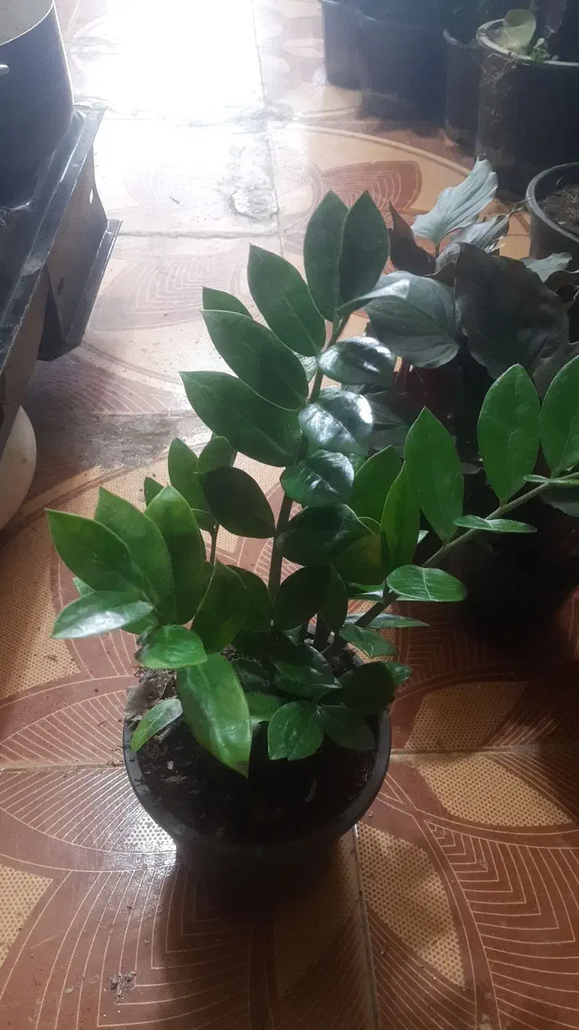 حراج به مناسبت روز دا...مادر|گل و گیاه طبیعی|لردگان, |دیوار