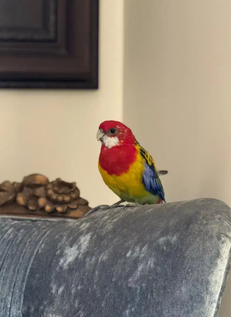 طوطی رزیلا شرقی|پرنده|کرج, فاز ۴ مهرشهر|دیوار